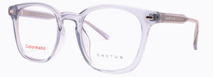 Cactus 52613